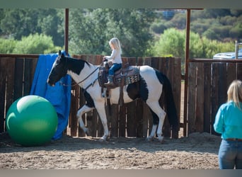 American Quarter Horse, Gelding, 14 years, 15 hh, Tobiano-all-colors