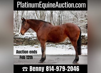 American Quarter Horse, Gelding, 14 years, 15,1 hh, Bay