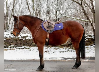 American Quarter Horse, Gelding, 14 years, 15,1 hh, Bay