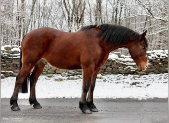 American Quarter Horse, Gelding, 14 years, 15,1 hh, Bay