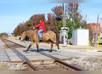 American Quarter Horse, Gelding, 14 years, 15,1 hh, Buckskin