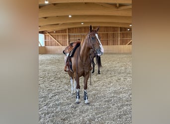 American Quarter Horse, Gelding, 14 years, 15,1 hh, Chestnut-Red