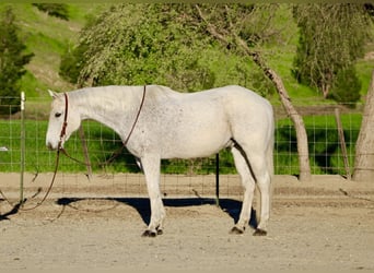 American Quarter Horse, Gelding, 14 years, 15,1 hh, Grey