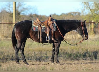 American Quarter Horse, Gelding, 14 years, 15,1 hh, Roan-Bay