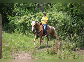 American Quarter Horse, Gelding, 14 years, 15,2 hh, Palomino