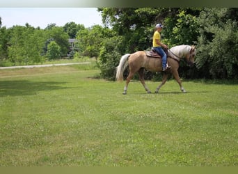 American Quarter Horse, Gelding, 14 years, 15,2 hh, Palomino