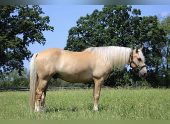 American Quarter Horse, Gelding, 14 years, 15,2 hh, Palomino