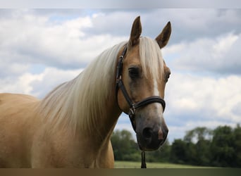 American Quarter Horse, Gelding, 14 years, 15,2 hh, Palomino