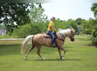 American Quarter Horse, Gelding, 14 years, 15,2 hh, Palomino