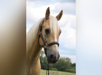 American Quarter Horse, Gelding, 14 years, 15,2 hh, Palomino