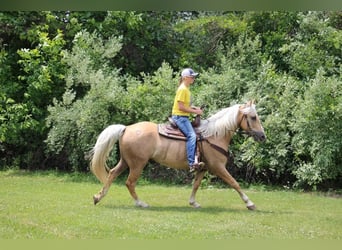 American Quarter Horse, Gelding, 14 years, 15,2 hh, Palomino
