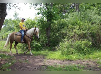 American Quarter Horse, Gelding, 14 years, 15,2 hh, Palomino