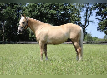 American Quarter Horse, Gelding, 14 years, 15,2 hh, Palomino