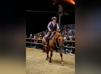 American Quarter Horse Mix, Gelding, 14 years, 15,2 hh, Red Dun