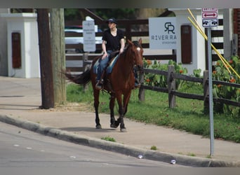 American Quarter Horse, Gelding, 14 years, 15,2 hh, Roan-Bay
