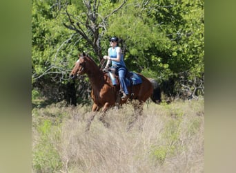 American Quarter Horse, Gelding, 14 years, 15,2 hh, Roan-Bay