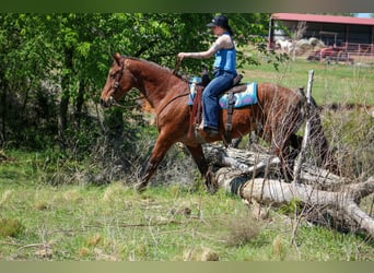 American Quarter Horse, Gelding, 14 years, 15,2 hh, Roan-Bay