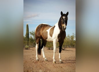 American Quarter Horse, Gelding, 14 years, 15,3 hh, Buckskin