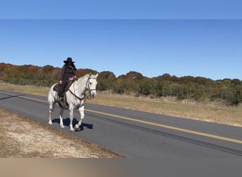 American Quarter Horse, Gelding, 14 years, 15,3 hh, Grey