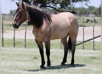American Quarter Horse, Gelding, 14 years, 15,3 hh, Grullo