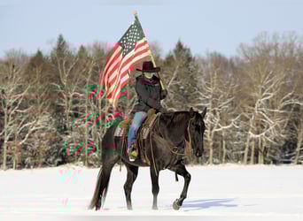 American Quarter Horse, Gelding, 14 years, 15,3 hh, Roan-Blue