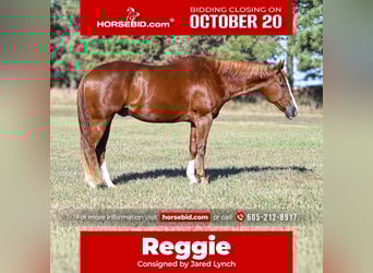 American Quarter Horse, Gelding, 14 years, 15,3 hh, Sorrel