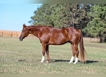 American Quarter Horse, Gelding, 14 years, 15,3 hh, Sorrel