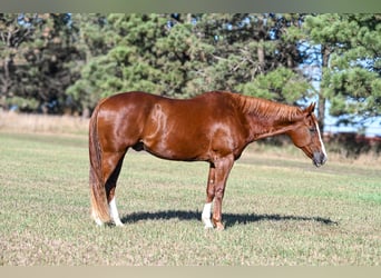 American Quarter Horse, Gelding, 14 years, 15,3 hh, Sorrel