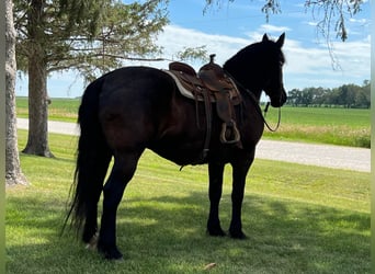 American Quarter Horse, Gelding, 14 years, 16.1 hh, Black
