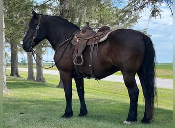 American Quarter Horse, Gelding, 14 years, 16.1 hh, Black