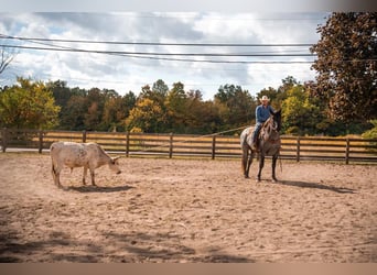 American Quarter Horse, Gelding, 14 years, 16,1 hh, Roan-Blue