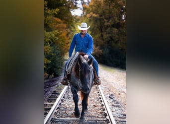 American Quarter Horse, Gelding, 14 years, 16,1 hh, Roan-Blue