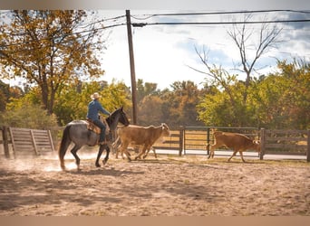 American Quarter Horse, Gelding, 14 years, 16,1 hh, Roan-Blue