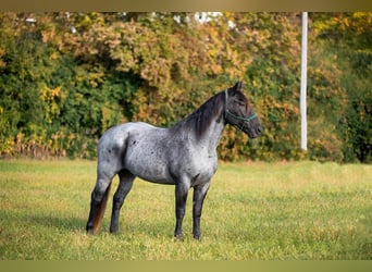 American Quarter Horse, Gelding, 14 years, 16,1 hh, Roan-Blue