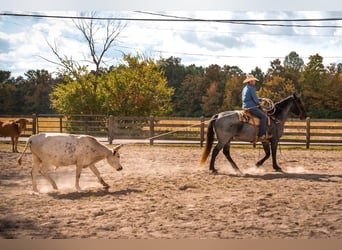 American Quarter Horse, Gelding, 14 years, 16,1 hh, Roan-Blue