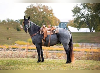 American Quarter Horse, Gelding, 14 years, 16,1 hh, Roan-Blue