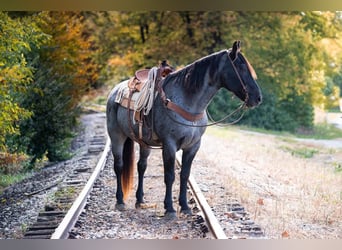 American Quarter Horse, Gelding, 14 years, 16,1 hh, Roan-Blue