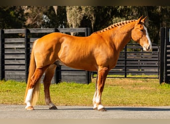 American Quarter Horse, Gelding, 14 years, 16,2 hh, Chestnut