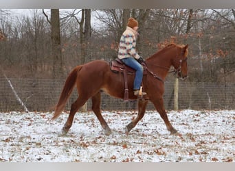 American Quarter Horse, Gelding, 14 years, 16,2 hh, Chestnut