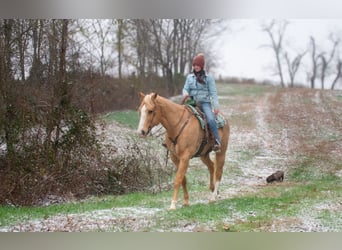 American Quarter Horse, Gelding, 14 years, 16,3 hh, Palomino