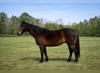American Quarter Horse, Gelding, 14 years, 16 hh, Bay-Dark