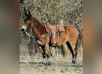 American Quarter Horse, Wallach, 14 Jahre, 16 hh, Rotbrauner