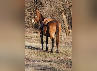 American Quarter Horse, Wallach, 14 Jahre, 16 hh, Rotbrauner