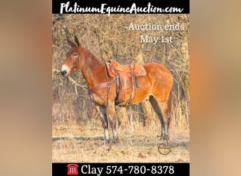 American Quarter Horse, Wallach, 14 Jahre, 16 hh, Rotbrauner