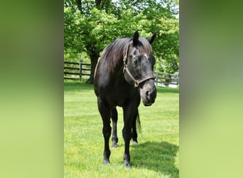 American Quarter Horse Mix, Gelding, 14 years, 16 hh, Black