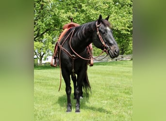 American Quarter Horse Mix, Gelding, 14 years, 16 hh, Black
