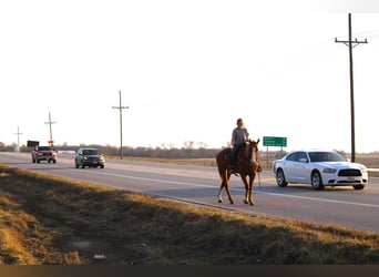 American Quarter Horse, Gelding, 14 years, 16 hh, Sorrel