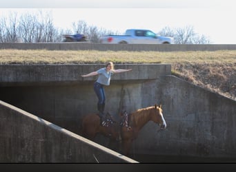 American Quarter Horse, Gelding, 14 years, 16 hh, Sorrel