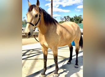 American Quarter Horse Mix, Gelding, 14 years, 17 hh, Buckskin