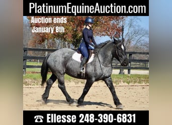 American Quarter Horse, Gelding, 14 years, 17 hh, Roan-Blue